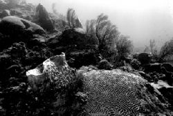 Natural light reefscape in black and white. St. Lucia. Ni... by Matthew Shanley 